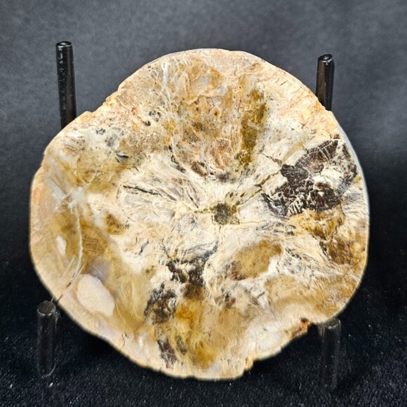 Petrified Wood Slab With Metal Stand - Picture 1 of 4